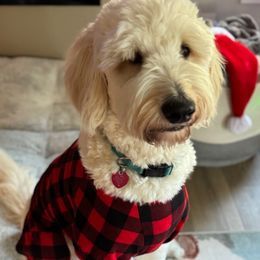 Bowen - Goldendoodle