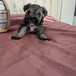 Lillie - Salt and pepper female Miniature Schnauzer puppy in Lufkin, Texas from Texas Lil Cowdogs