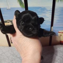 Speck - Black and white female Shichon puppy in Imperial, Missouri from Shichon Teddybear  puppies of Miss