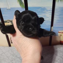 Speck - Black and white female Shichon puppy in Imperial, Missouri from Shichon Teddybear  puppies of Miss