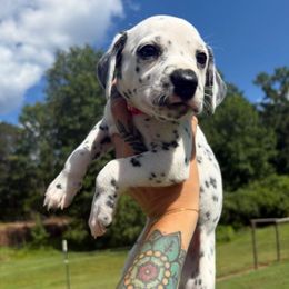 Grapefruit - White and black female Dalmatian puppy in Demorest, Georgia from Dixon Dalmatians