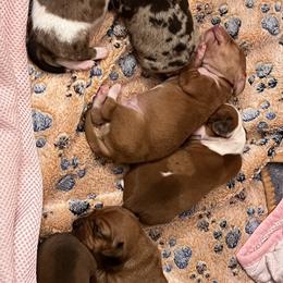 Dachshund Puppies from Witchy Woman’s Wiener’s