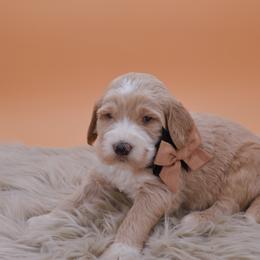 Jasper brown collar - Cream male Goldendoodle puppy in Lexington, North Carolina from Deborah’s Doodles