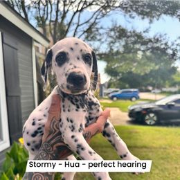 Stormy Hua - White and black female Dalmatian puppy in Fort Worth, Texas from Glasscock Dalmatians