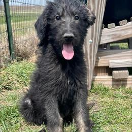 Willow - Black female Assorted Doodle Crosses puppy in Kansas City, Missouri from Beary GoldenDoodles