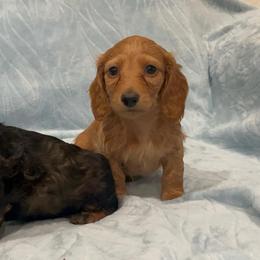 Theodore- AKC - Red male Dachshund puppy in Gainesville, Texas from Diamond B Doxies