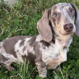 Dachshunds from Lexie’s Mini Dachshunds