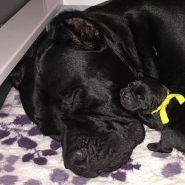 Cane Corso Puppies from Lionheart Cane Corso
