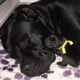 Cane Corso Puppies from Lionheart Cane Corso