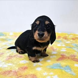Black and tan female - Black and tan female Dachshund puppy in Belle Rive, Illinois from Akin's Miniature Dachshunds, LLC
