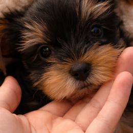Yorkshire Terriers from Puppy Breath Palace