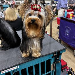 Yorkshire Terrier Puppies from Forget Me Knot Yorkies