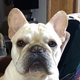 French Bulldogs from TLH French Bulldogs