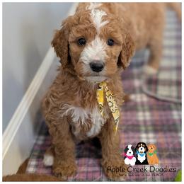 SATURN - OFA-Genetics-2 Yr warranty - Apricot male Goldendoodle puppy in Jeddo, Michigan from Apple Creek Doodles