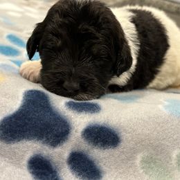 Goldendoodle and Poodle Puppies from Southern Stroll Poodles & Doodles