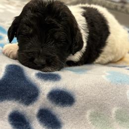Goldendoodle and Poodle Puppies from Southern Stroll Poodles & Doodles