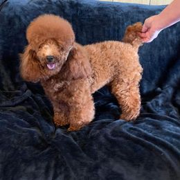 Candy - Poodle