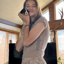 Cavalier King Charles Spaniel and Labrador Retriever Puppies from This & That Ranch