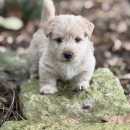 Scottish Terrier Puppies from Amy Collini