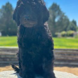Elio - Phantom male Goldendoodle puppy in Pasco, Washington from Camp Doodle Woods