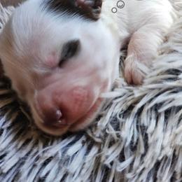Chicolate and tan pie number 2 (3300) - Piebald female Dachshund puppy in Herald, California from Bluegum Dachshunds