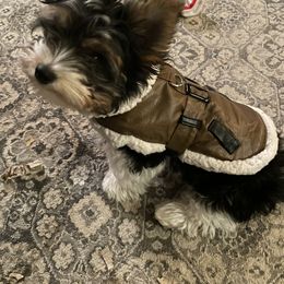 Biewer Terrier Puppies from Southern Star Biewers