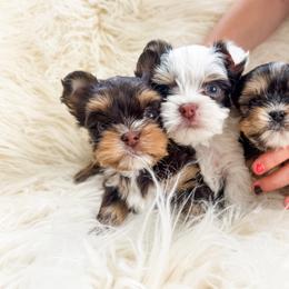 Yorkshire Terrier Puppies from Gracie‘s Glamour Yorkies