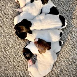Girl 6 - Black and white female German Shorthaired Pointer puppy in Dearborn, Missouri from Hardwood Kennels