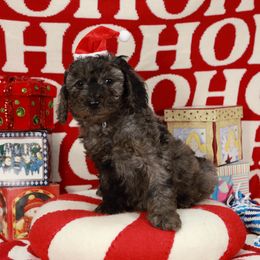 Merle girl - Merle female Labradoodle puppy in Colonial Beach, Virginia from Bristol Mine Kennels
