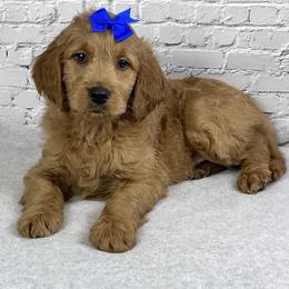 Rocky - Apricot male Goldendoodle puppy in Millersburg, Ohio from Ohio Puppy Paws