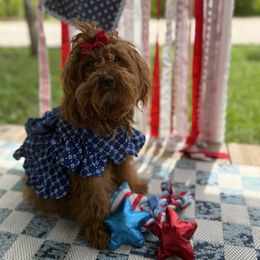 Fiona - Goldendoodle