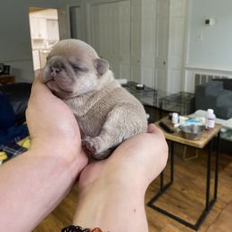 Boy 1 - Blue fawn French Bulldog puppy in Roanoke Rapids, North Carolina from Ferrell’s Frenchies