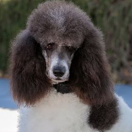 Labrador Retrievers and Poodles from Cody’s Sweet Water Kennels