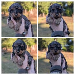 Kevin - Blue merle male Aussiedoodle puppy in Yacolt, Washington from Aussiedoodles by Maggie