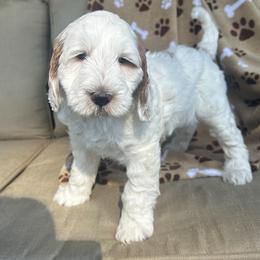 Sparrow - Parti male Goldendoodle puppy in Florence, South Carolina from Candy Doodles