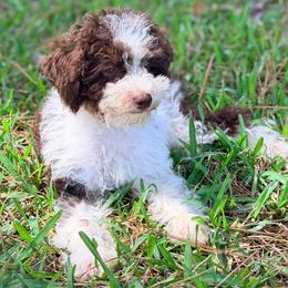 Girl3 - Phantom female Poodle puppy in Liberty, Texas from Poodles and Doodles Most Excellent Adventures
