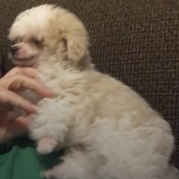 Poodle Puppies from S.H.A.R.P.’s Toy Poodles