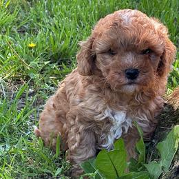 Twix - Red  male Poodle puppy in Cabool, Missouri from Rafter B Farms