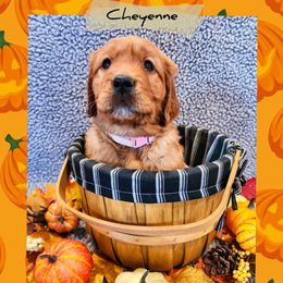Cheyenne - Dark golden female Golden Retriever puppy in Shelton, Washington from Kennedy Goldens