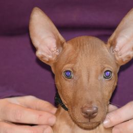 Z-Faro's Can't Take The Sky From Me "Rhodes" - Pharaoh Hound puppy in Willamsville, New York from Z-Faro Kennels