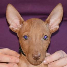 Z-Faro's Can't Take The Sky From Me "Rhodes" - Pharaoh Hound puppy in Willamsville, New York from Z-Faro Kennels