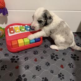 Danny - Merle male Assorted Doodle Crosses puppy in Sturtevant, Wisconsin from Raising Doodles