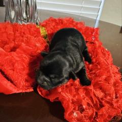 Girl 2 - Black female Shorkie puppy in San Tan Valley, Arizona from Great Mates