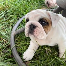 Bulldog Puppies from Winehaus Bulldogs