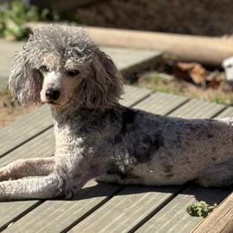 Georgia - Cavapoo