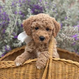 Athena - Apricot female Labradoodle puppy in Murray, Utah from Swann's Kennels