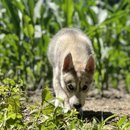 Siberian Husky Puppies from Agouti Run: Husky House