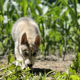 Siberian Husky Puppies from Agouti Run: Husky House