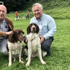 Drentsche Patrijshond All Grown Up from California Drents