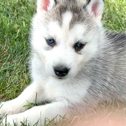 Adina - Gray and white female Siberian Husky puppy in Collins, Iowa from Homegrown Huskies